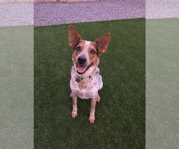 Medium Photo #1 Mutt Puppy For Sale in Chandler, AZ, USA