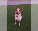 Small Photo #1 Mutt Puppy For Sale in Chandler, AZ, USA