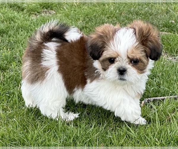Medium Photo #1 Shih Tzu Puppy For Sale in SILEX, MO, USA