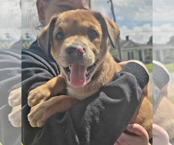 Medium Photo #4 Catahoula Leopard Dog-Labrador Retriever Mix Puppy For Sale in Oakhurst, NJ, USA
