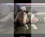 Small Photo #3 Shih Tzu Puppy For Sale in EAST FREETOWN, MA, USA