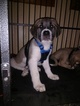 Small Photo #1 Anatolian Shepherd Puppy For Sale in ASHEVILLE, NC, USA