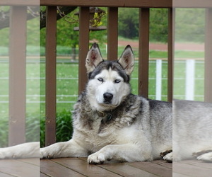 Father of the Siberian Husky puppies born on 05/22/2026