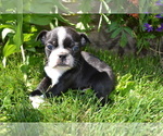 Puppy Charcoal Boston Terrier