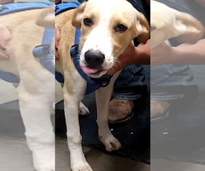 Labrador Retriever-Unknown Mix Dogs for adoption in Amarillo, TX, USA