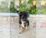 Small #5 Shih Tzu Mix