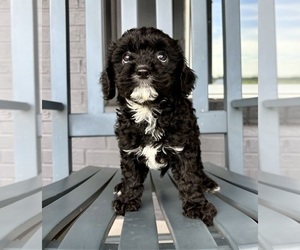 Cavapoo Puppy for sale in FRANKLIN, IN, USA