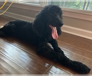 Poodle (Standard) Puppy for sale in WRAY, GA, USA