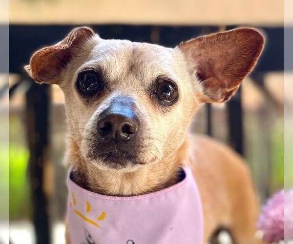 Medium Photo #1 Chihuahua-Unknown Mix Puppy For Sale in Lake Forest, CA, USA