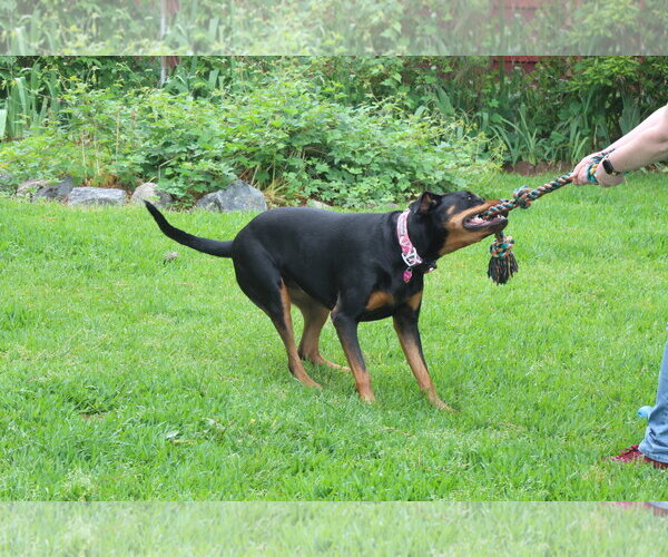 Medium Photo #6 Rotterman Puppy For Sale in White Hall, AR, USA
