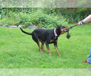 Maggie - Female Rotterman Dog for Adoption - Photo #6
