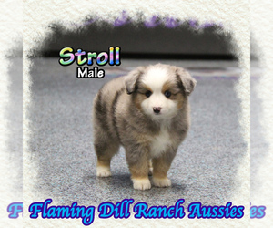Miniature Australian Shepherd Puppy for sale in FORESTBURG, TX, USA