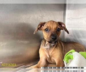 Plott Hound-Unknown Mix Dogs for adoption in West Palm Beach, FL, USA