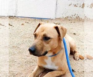 Labrador Retriever-Unknown Mix Dogs for adoption in Apple Valley, CA, USA