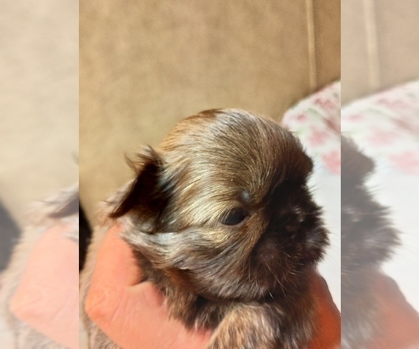 Medium Photo #4 Shih Tzu Puppy For Sale in FANNING SPGS, FL, USA