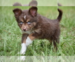 Small #2 Miniature Australian Shepherd