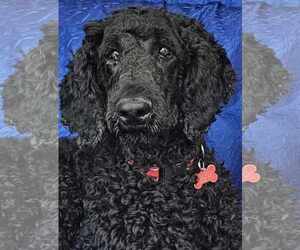 Poodle (Standard) Dogs for adoption in Cuba, NY, USA