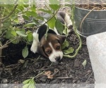 Small #3 Beagle