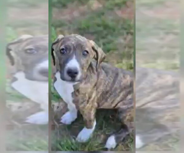 Medium Photo #10 Mutt Puppy For Sale in Wakefield, RI, USA