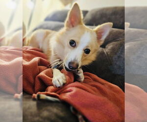 Pomimo Dogs for adoption in Princeton, MN, USA