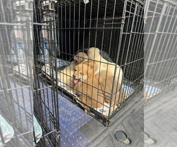 Medium Photo #2 Cairn Terrier-Feist Terrier Mix Puppy For Sale in Aurora, IN, USA