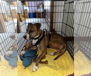 Clyde, an easy-going pup - Male Boston Terrier-Boxer Mix Dog for Adoption - Photo #3