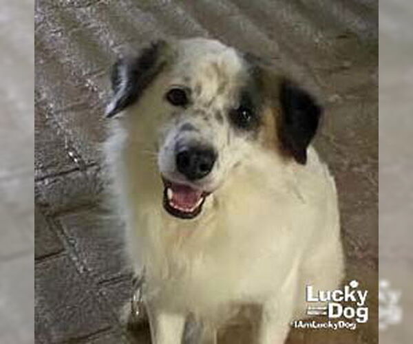 Medium Photo #1 Border Collie-English Springer Spaniel Mix Puppy For Sale in Washington, DC, USA