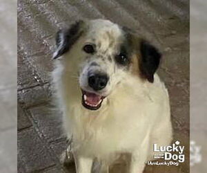 Border Collie-English Springer Spaniel Mix Dogs for adoption in Washington, DC, USA