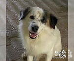 Small Border Collie-English Springer Spaniel Mix