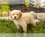 Small Photo #10 Golden Cavadoodle Puppy For Sale in MILLERSBURG, IN, USA