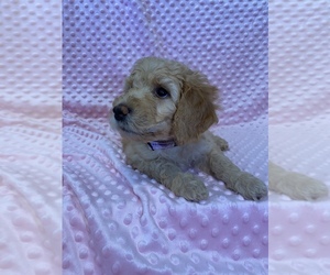 Goldendoodle Puppy for Sale in SPRINGBORO, Ohio USA