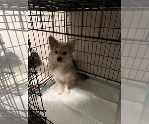 Pomsky-Yorkshire Terrier Mix Puppy for sale in DENVER, CO, USA