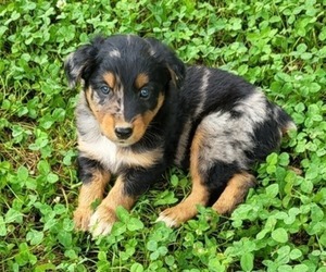 Miniature Australian Shepherd Puppy for Sale in LEAD HILL, Arkansas USA