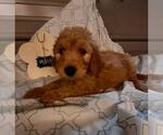 Small Photo #9 Goldendoodle Puppy For Sale in COMMERCE, TX, USA