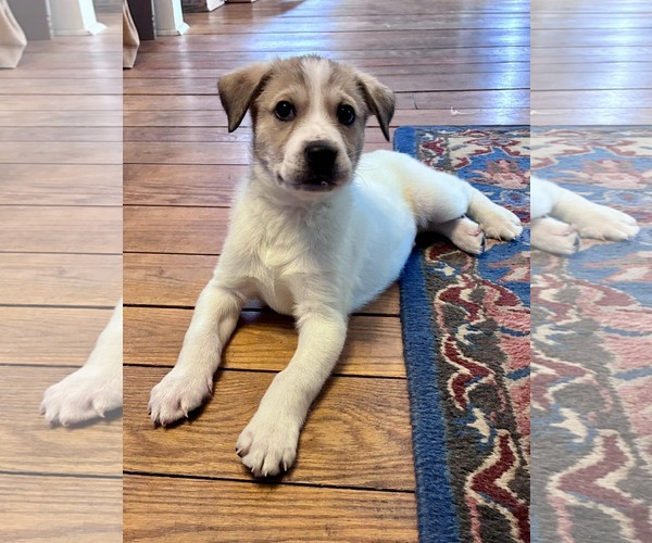 Medium Photo #2 Great Pyrenees-Unknown Mix Puppy For Sale in pomfret, CT, USA