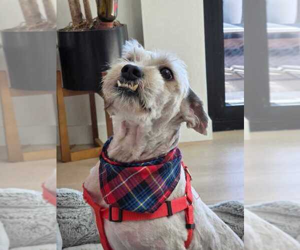 Medium Photo #12 Poodle (Miniature) Puppy For Sale in San Diego, CA, USA