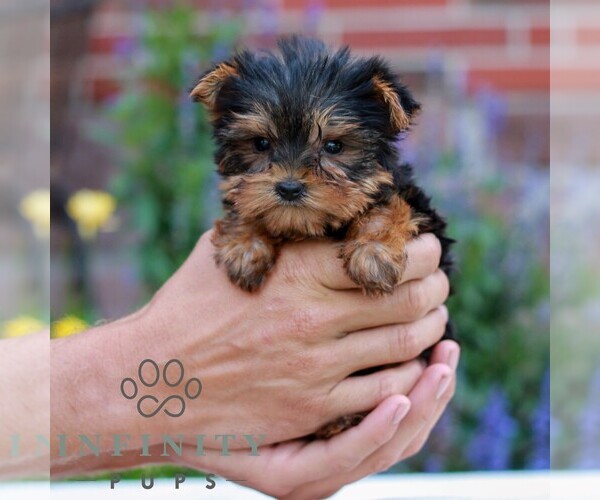 Medium Photo #3 Yorkshire Terrier Puppy For Sale in REINHOLDS, PA, USA