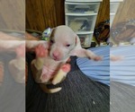Small Photo #39 American Pit Bull Terrier Puppy For Sale in DANNEBROG, NE, USA