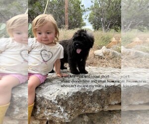 Bouvier Des Flandres Puppy for Sale in BLANCO, Texas USA