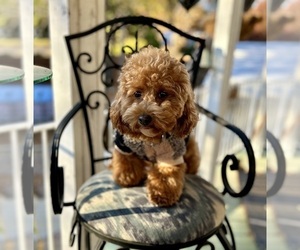 Mother of the Goldendoodle (Miniature) puppies born on 11/16/2025