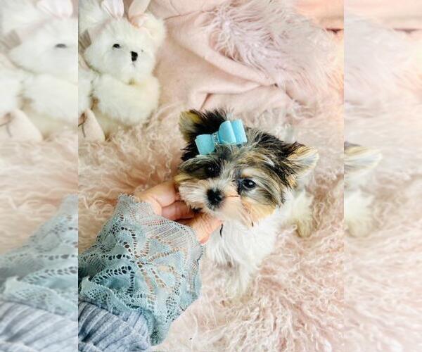 Medium Photo #3 Biewer Terrier Puppy For Sale in JACKSONVILLE, FL, USA