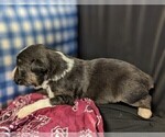 Small #13 Australian Shepherd
