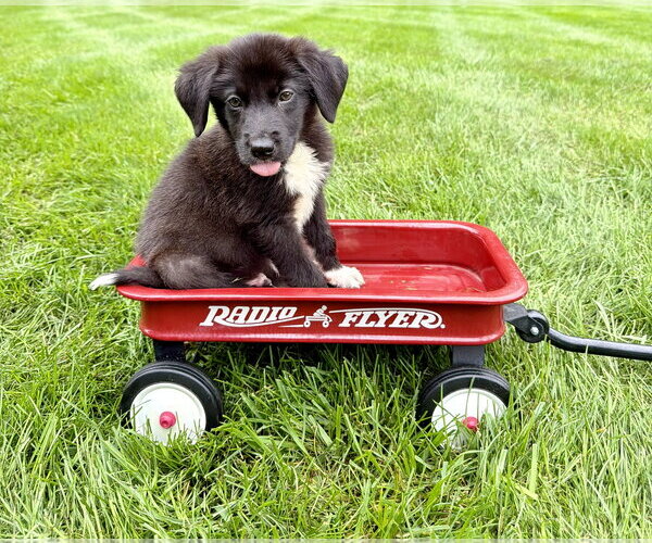 Medium Photo #1 Australian Shepherd-Unknown Mix Puppy For Sale in Plainfield, IL, USA