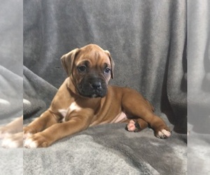 Boxer Puppy for sale in APPLE CREEK, OH, USA