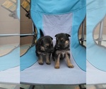 Small Photo #10 German Shepherd Dog Puppy For Sale in ALBUQUERQUE, NM, USA