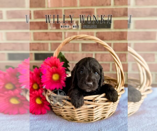 Medium Photo #11 Labradoodle Puppy For Sale in ELIZABETH CITY, NC, USA