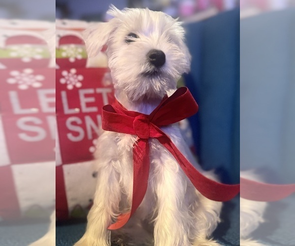 Medium Photo #6 Schnauzer (Miniature) Puppy For Sale in AUGUSTA, GA, USA