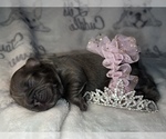 Small Photo #39 French Bulldog Puppy For Sale in MIMS, FL, USA