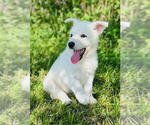 Small #1 German Shepherd Dog