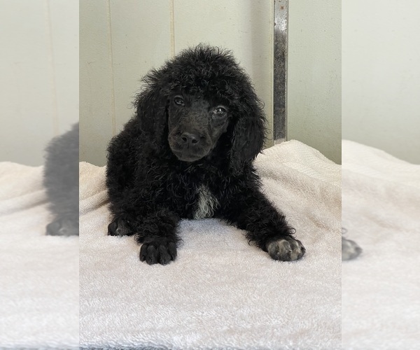 Medium Photo #2 Poodle (Standard) Puppy For Sale in BURNSVILLE, NC, USA